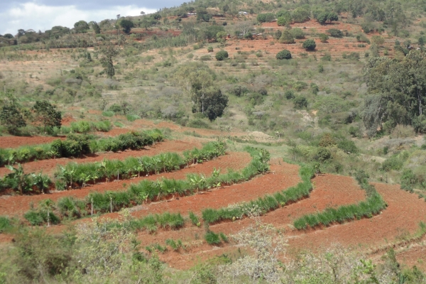 Napier grass planted on terrace banks for cattle feed and for stabilizing the terrace banks (Photo by Njarui, D.M.G.)