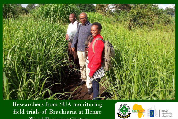 Brachiaria field trials at Ilenge Ward Resource Centre
