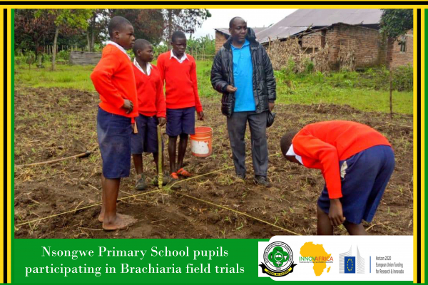 Field trials at Nsongwe primary school, Mbeya Tanzania