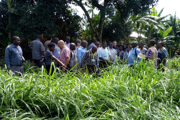 Field visits to Brachiaria plots at Msigwa Farm, by Consortium participants, 2019