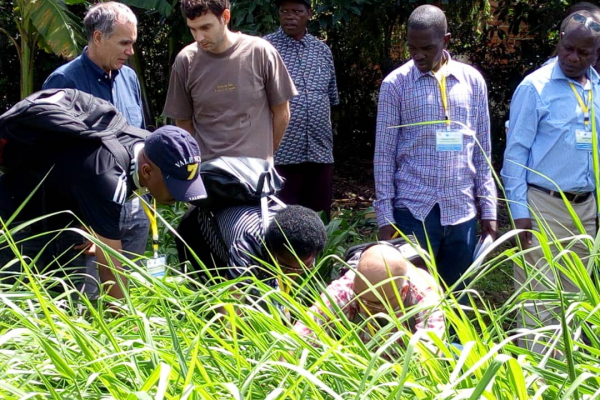 Field visits to Brachiaria plots at Msigwa Farm, by Consortium participants, 2019