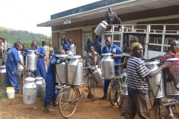 Professional milk transporters deliver to the milk collection point
